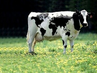 Funny Cow Wallpaper This One Is