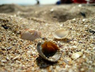 Seashells On The Beach Wallpaper Open Walls