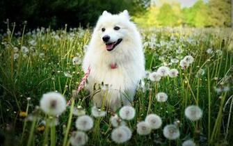 Spitz In Dandelion Field 4k Ultra HD Wallpaper Background Image