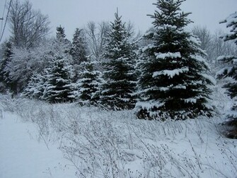 Winter Pine Trees Wallpaper Image Pictures Becuo