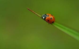 Lady Bug Wallpaper Pets Cute And Docile