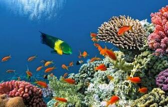 Wallpaper Tropical Coral Reef Underwater Ocean Fishes