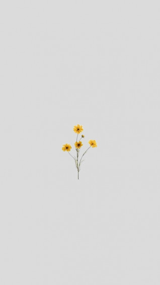 Cute iPhone Wallpaper HD Quality