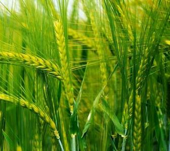 Natural Ine Green Wallpaper Sc Smartphone