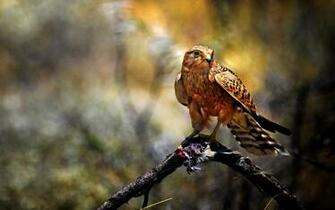 HD Bird Of Prey Wallpaper Birds