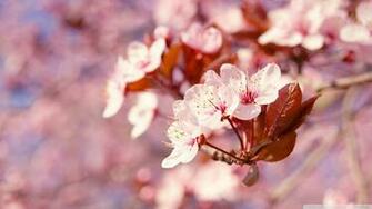 Pink Flower Spring Wallpapercow