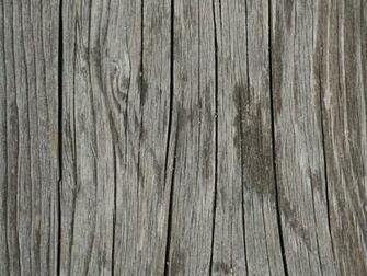 Best Woodsy Background