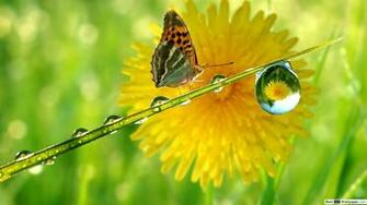 Thirsty Butterfly HD Wallpaper