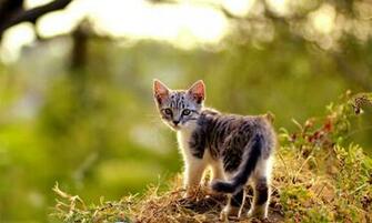 Look Back Cat Wallpaper