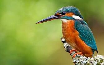 Kingfisher HD Desktop Wallpaper 7wallpaper Net