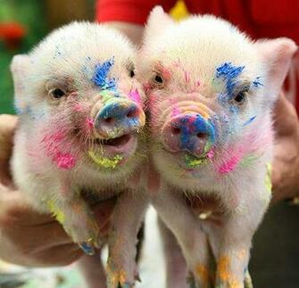 Mighty Lists Cute Pigs