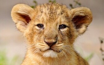 Baby Face Lion Wallpaper Desktop Screen