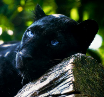 Black Panther Blue Eyes Layouts