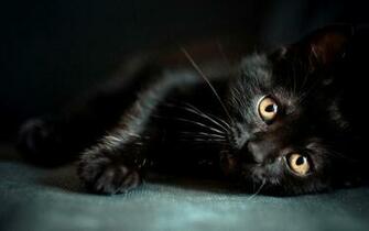 Black Cat Wallpaper Funny