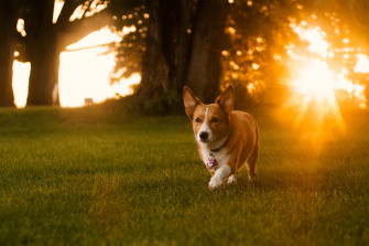 Corgi Hlxm3rotv36nxlkt Wallpaper