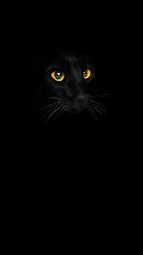 Black Cat iPhone Wallpaper