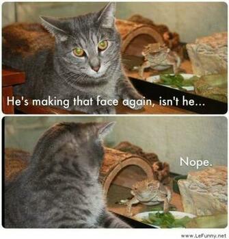 Funny Pictures Cat And Dragon Related