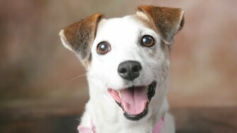 Jack Russell Terrier