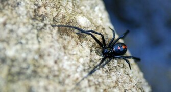Black Widow Wallpaper HD Background Desktop