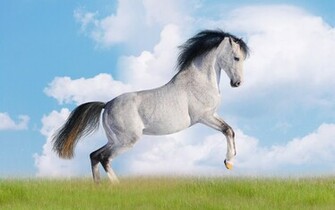 Beautiful Cute White Coloured Horse Pictures Photos Wallpaper