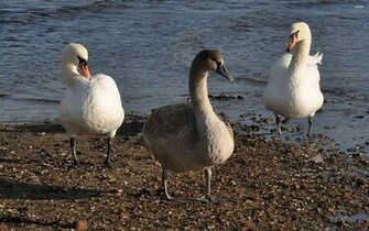 Geese Wallpaper