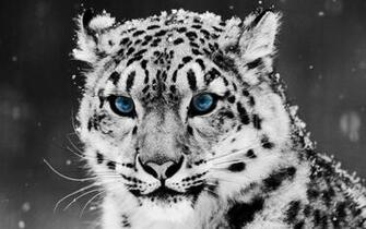 Snow Leopard Wallpaper For Mac Imagebank Biz