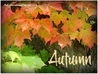 Anextraordinaryday Net First Day Of Autumn Barely Turning Maple