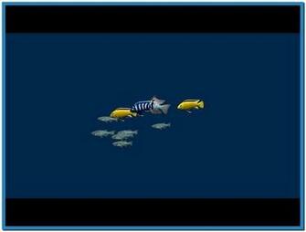 Dream Aquarium Screensaver Ubuntu Apps Directories