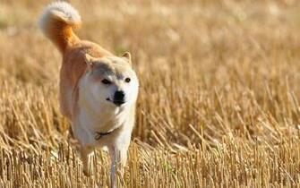 Shiba Inu Wallpaper HD