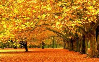 Wedding Anniversary Nature Landscape Fall Venue