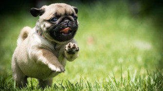 Pug Puppies Wallpaper
