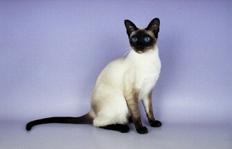 Siamese Cat Pictures Personality And Care For Your