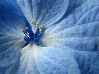 Blue Flower Wallpaper HD