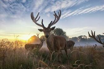 Wild Animals Wallpaper Modern 4k Ultra
