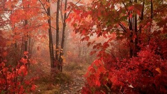 Fall Red Leaves Forest Autumn HD Wallpaper Epic Desktop Background