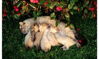 Mother Cat Kittens Drinking Milk Wallpaper