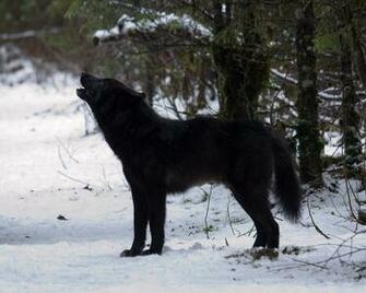 Eyes 3d Wallpaper Wolf Black