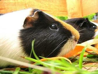 Baby Pig Wallpaper HD In Animals Imageci