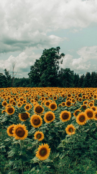 Sunflower Field Wallpaper