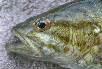 Bass Reference Eye