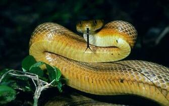 Cool Snake Wallpaper