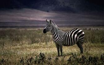 Zebra Animal Wallpaper