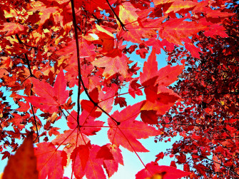 Fall Wallpaper