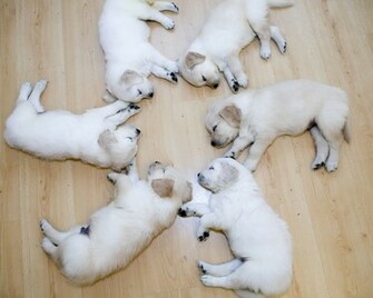 Dog Puppy Dogs Funny Animals Puppies