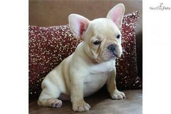 French Bulldog Puppies Wallpaper
