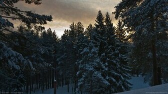 Snowy Pine Trees Wallpaper