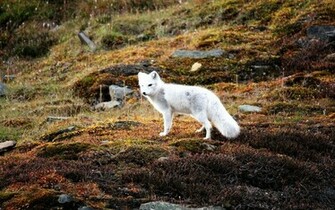 Arctic Fox Wallpaper