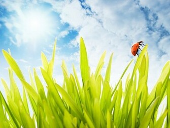 Spring Wallpaper For Kids