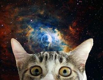Tagged Cat Cats In Space Animal Animals