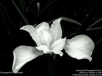 Black And White Flowers Image Thecelebritypix